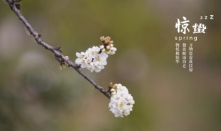 惊蛰在二十四节气中排第几 惊蛰在二十四节气中排名多少