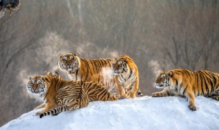 饿虎和饱虎的时间列表 饿虎和饱虎的出生时间一览