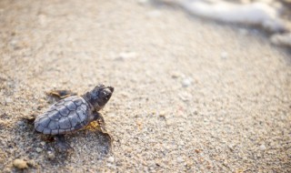 做梦梦见乌龟 做梦梦见乌龟好不好