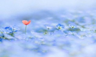 意境很美的句子 看过一眼就难以忘怀