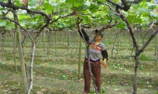 葡萄几月份剪枝最好 大家可以了解一下