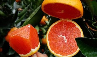 血橙种植技术有哪些 种植过程要注意什么