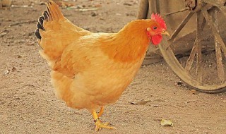 鸡屁股能吃吗 有什么害处