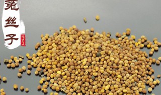 兔丝子的功效 这里看一看