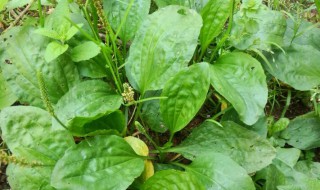 车前草能减胖是真的吗 减肥原理是什么