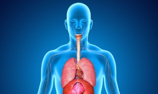 生殖系统属于内脏吗 内脏包括哪些