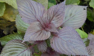 紫苏能治什么病 治疗五种疾病