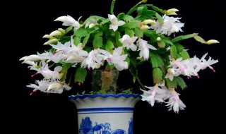 蟹爪兰最漂亮的品种 珊瑚、如画、桑巴和秋水