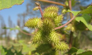 苍耳子治什么病 下面就具体的来了解一下