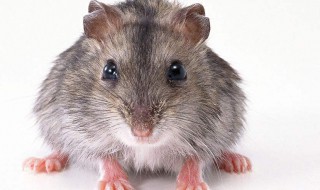 挡住老鼠的办法 快点赶走它们吧