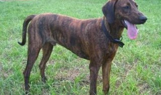 如何让普罗特犬开口叫 训练普罗特犬的三个诀窍