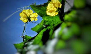丝瓜花的药用价值 常吃丝瓜花可提高免疫力