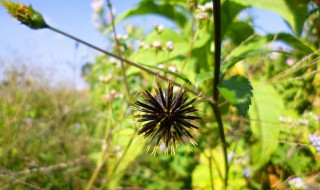 公开鬼针草的功效与作用及禁忌 中药知识你要知道