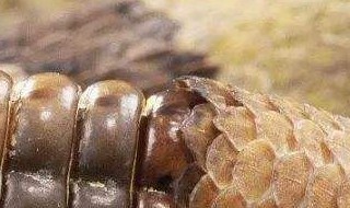 蛇蜕烧灰可治什么病 主治六种疾病