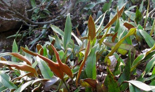 石苇中药的作用 关于中药石苇的简介