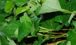 鱼腥草怎样吃效果最好 下面给大家介绍