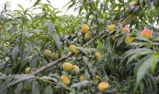 黄桃的种植技术 你学会了吗