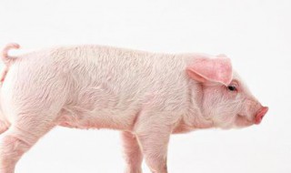 猪咳嗽最快治疗方法 一头猪可能是一个家的经济来源