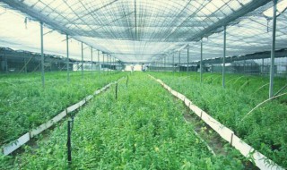 中药材种植技术分享 这五点一定要记住