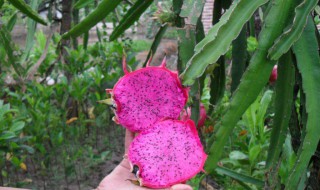 用鸡粪种火龙果好吗 有什么建议