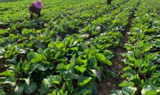 菜苔种植技术 肥水管理要重视
