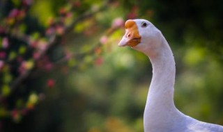 鹅鼻子肿大是因为什么原因 这到底是怎么回事