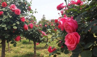 什么树可以嫁接阿月季 成活率能高点