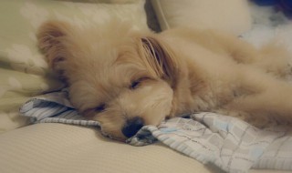 做梦梦见母狗饿死了 不同的人竟然含义不同