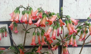 如何栽培长寿宫灯花 四项操作