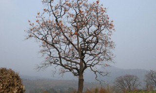 梦见地里栽柿子树好吗 到底有什么含义呢