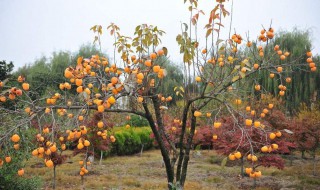 梦见地里裁柿子树好吗 预示着什么呢
