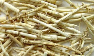 茅草根的功效 不看会后悔型