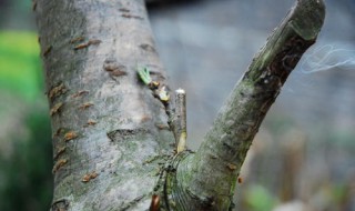 桃树嫁接时间 这些时间嫁接效果最好