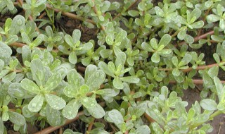 马齿苋可以治真菌感染吗 有效果吗