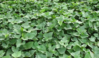 地瓜掐尖吗 地瓜种植这样做产量翻倍