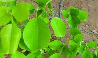 盆栽小叶紫檀会生长吗 能长多少年