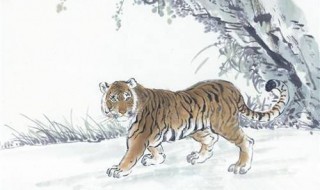 1950年属虎女人的寿命如何 50年生人还能活多久