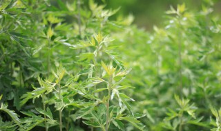 艾叶水洗下身治炎症吗 大家不妨了解一下