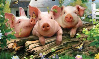养猪国家有什么帮扶政策 养猪有补助吗