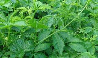 交古兰作用有哪些 交古兰的功效是什么