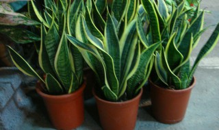 虎皮兰冬天能施肥吗 虎皮兰冬天还用施肥吗