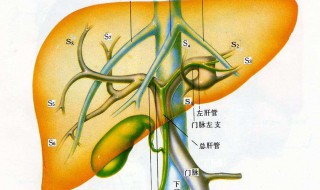 肝襄肿有4厘米以上要治疗吗 分享三个方法治疗肝襄肿