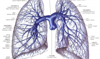 肺动脉高压多吃什么对身体健康 这些你都知道吗