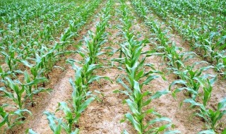 8月份能种玉米吗 需要看是在哪个地区