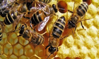 中蜂如何过冬?掌握着5点即可