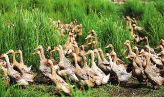 水质超标对鸭是否有影响 四点了解养鸭的水质要求