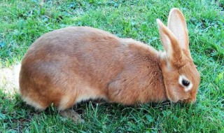 63女兔几月出生好 命运会怎样