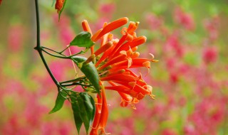 鞭炮花什么时候开放 盛花期是几月