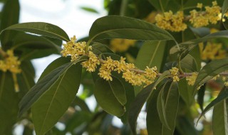 桂花树叶子黄怎么办 从这5个方面对症下药两周就能生机勃勃