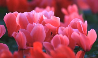 仙客来球根烂了怎么办 仙客来球根烂了如何处理